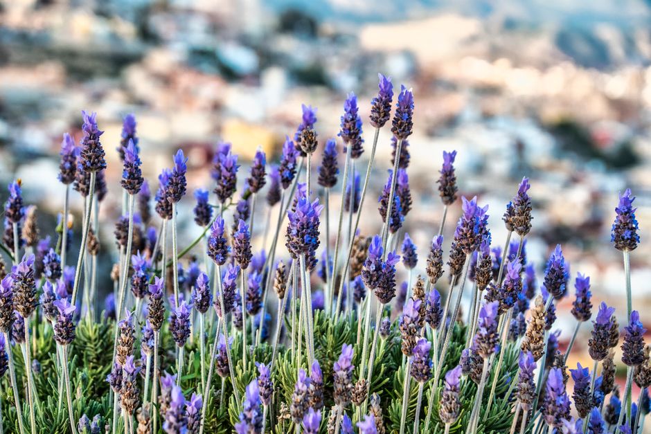 Creating Healthy Long-Term Habits for Busy People